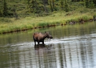 Alaska (1)  Female moose in stream, Denali, Alaska